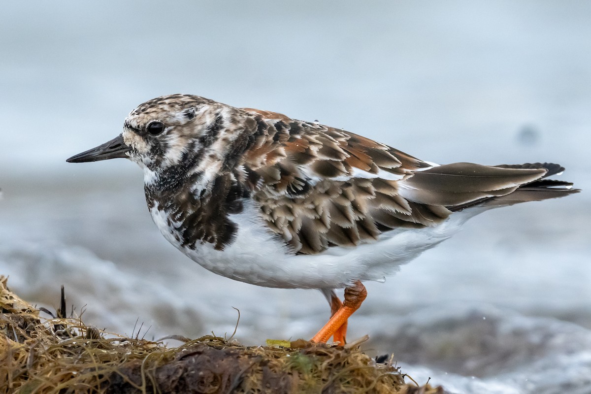 Ruddy Turnstone - William Goode, Jr.