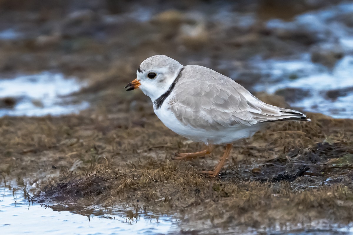 Piping Plover - William Goode, Jr.