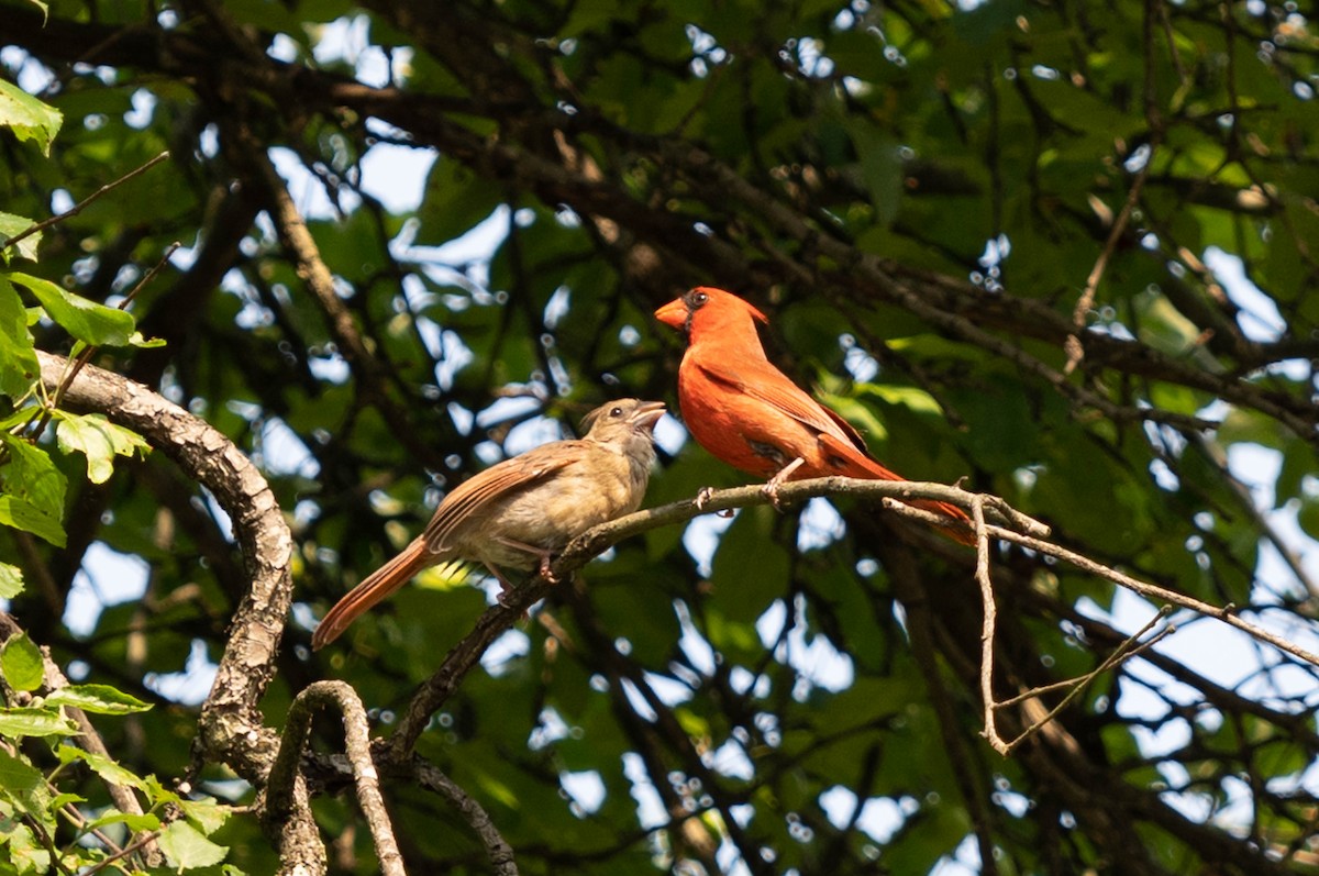 Northern Cardinal - Jordan Broadhead