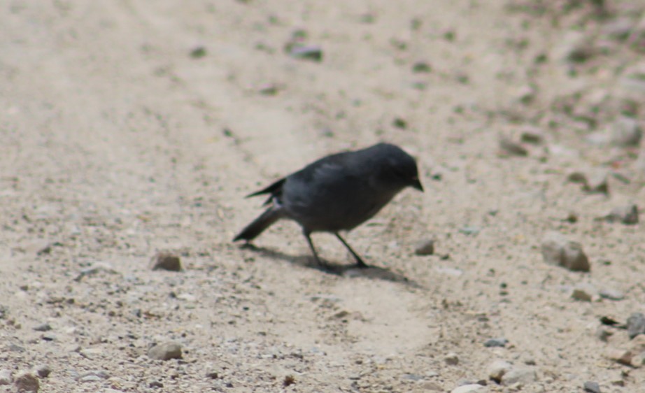 Plumbeous Sierra Finch - Deborah  Hansen