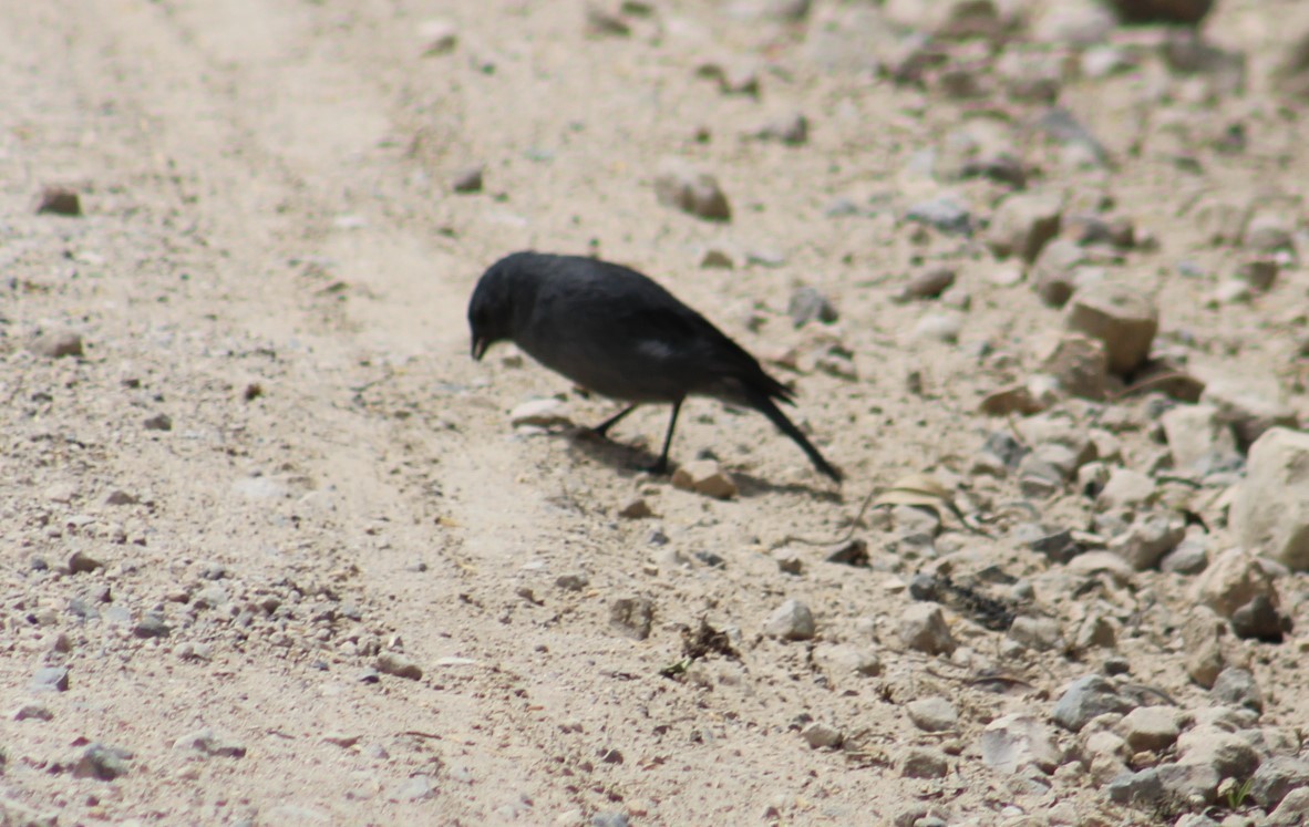 Plumbeous Sierra Finch - ML616969820