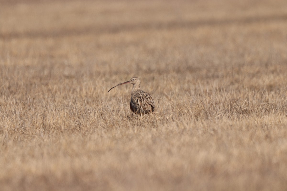 Long-billed Curlew - ML616969831