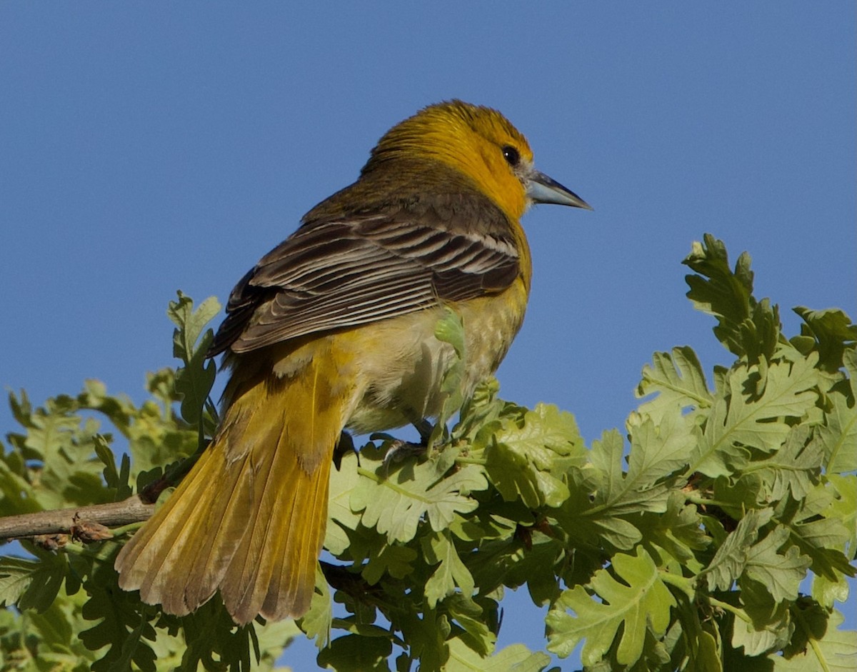 Bullock's Oriole - ML616969849