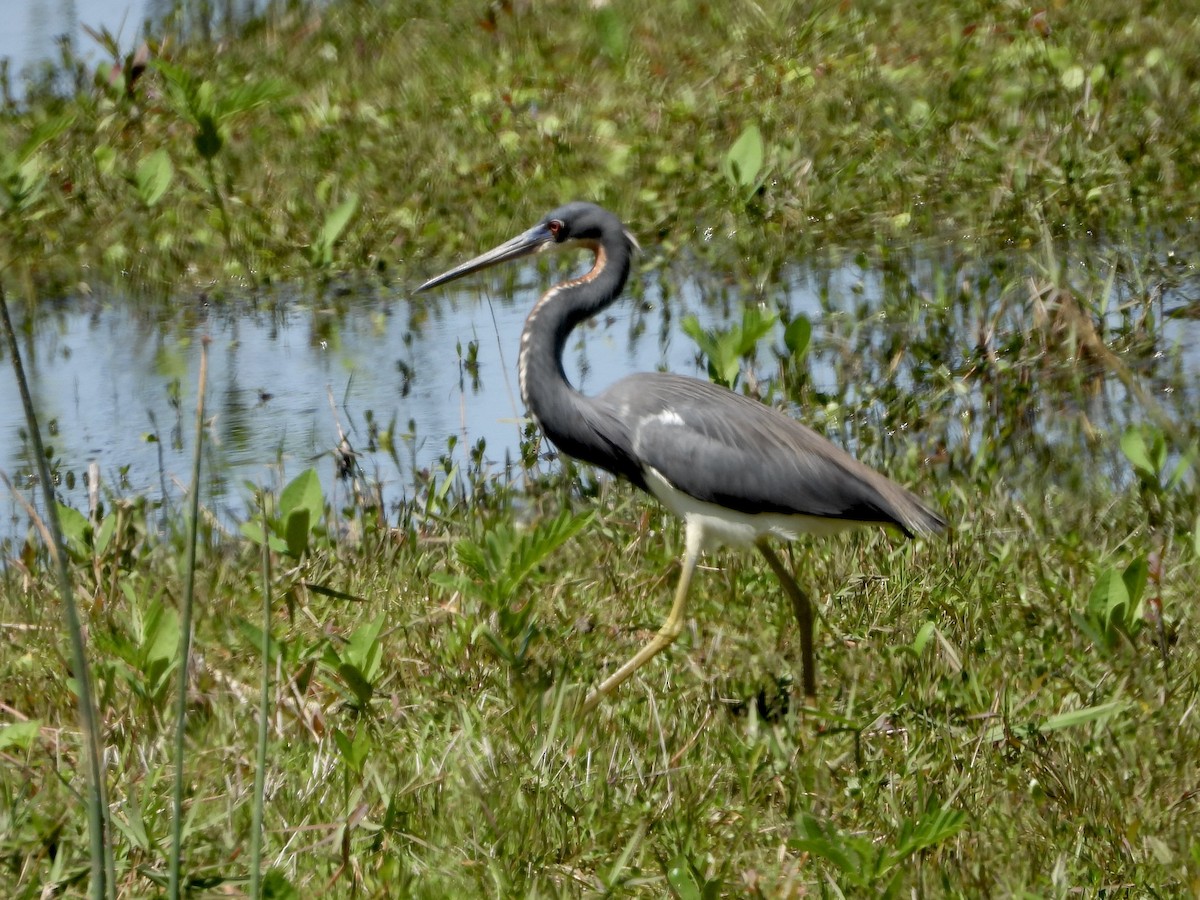 Tricolored Heron - ML616969859