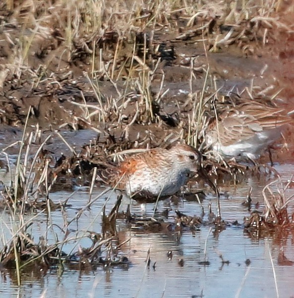 Dunlin - Mark  Ludwick