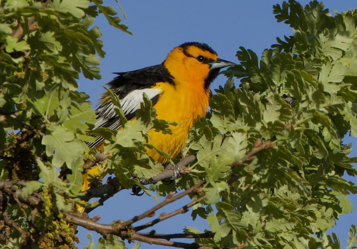 Bullock's Oriole - ML616969871