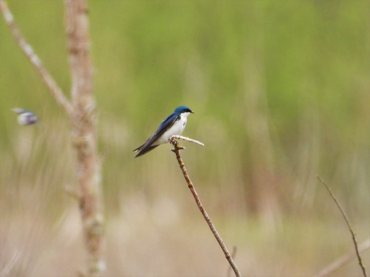 Tree Swallow - ML616969957