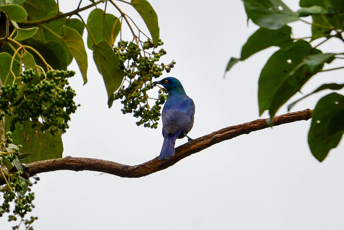 Black-bellied Starling - ML616969958