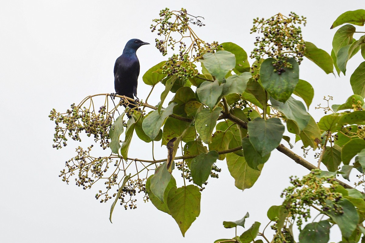 Waller's Starling - ML616969967