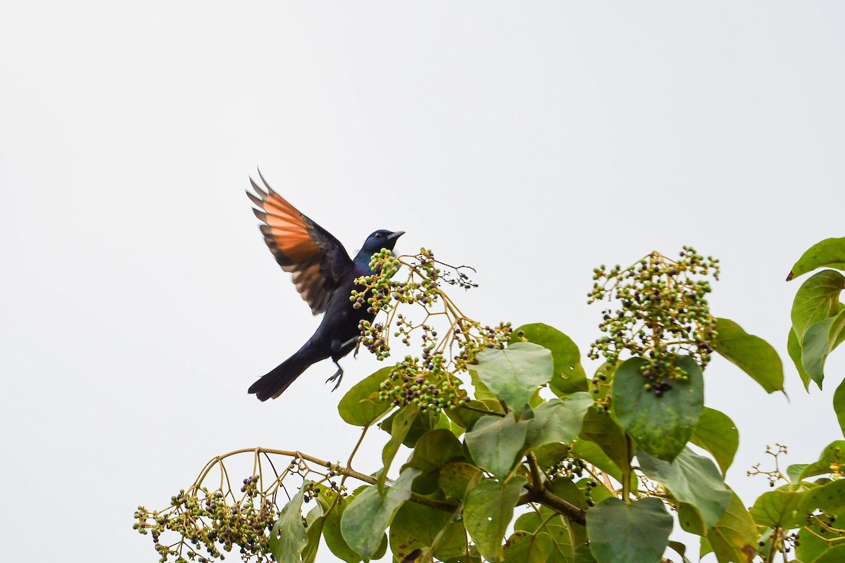 Waller's Starling - ML616969971