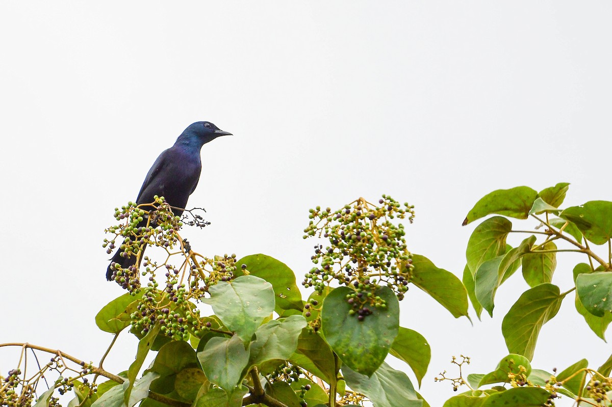 Waller's Starling - Raphaël Nussbaumer