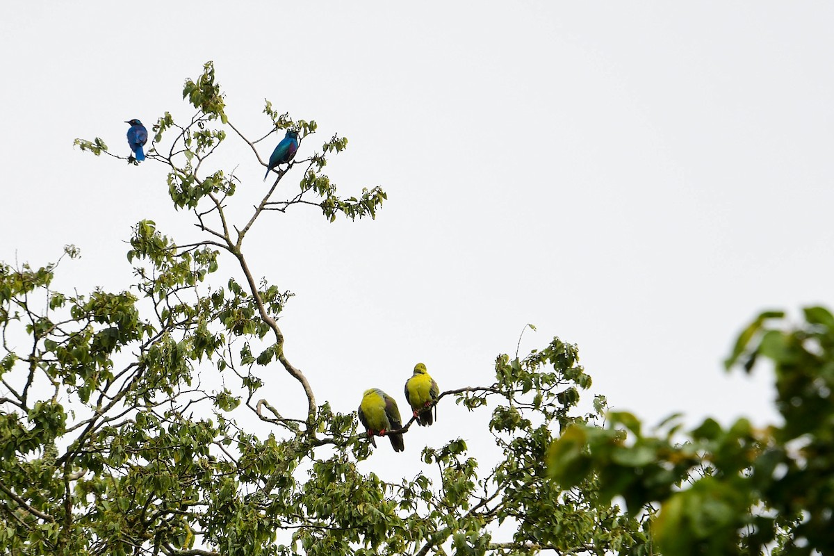 African Green-Pigeon - ML616969995