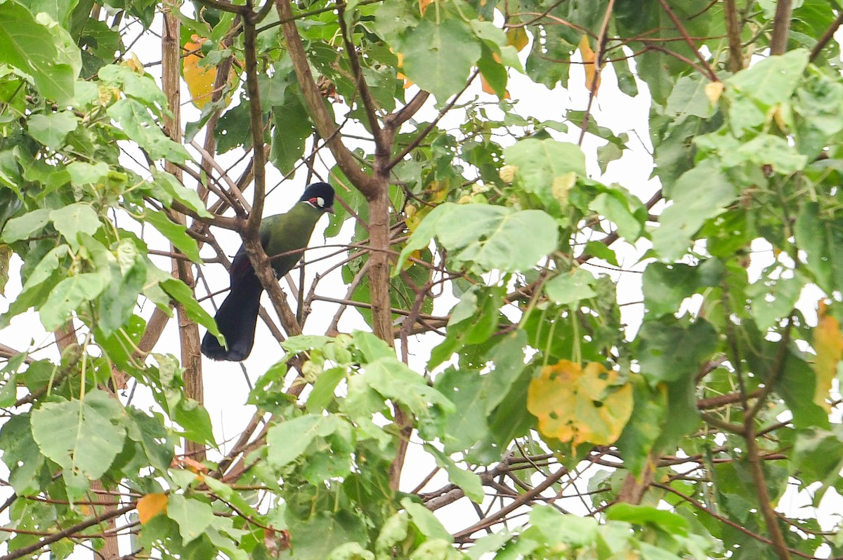 Turaco de Hartlaub - ML616969996