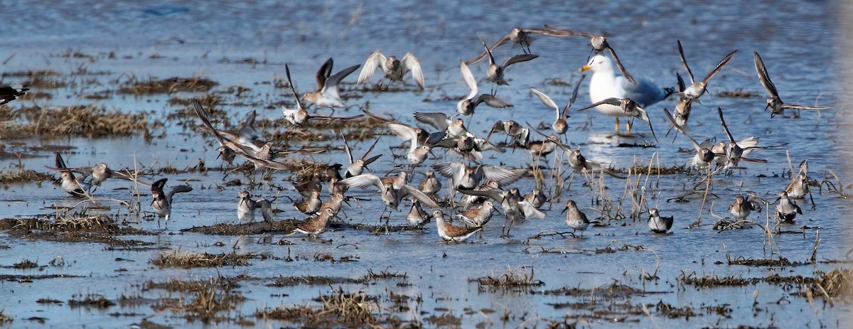 Dunlin - Mark  Ludwick