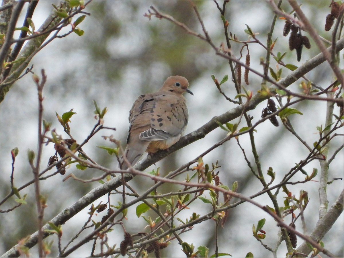 Mourning Dove - ML616970026