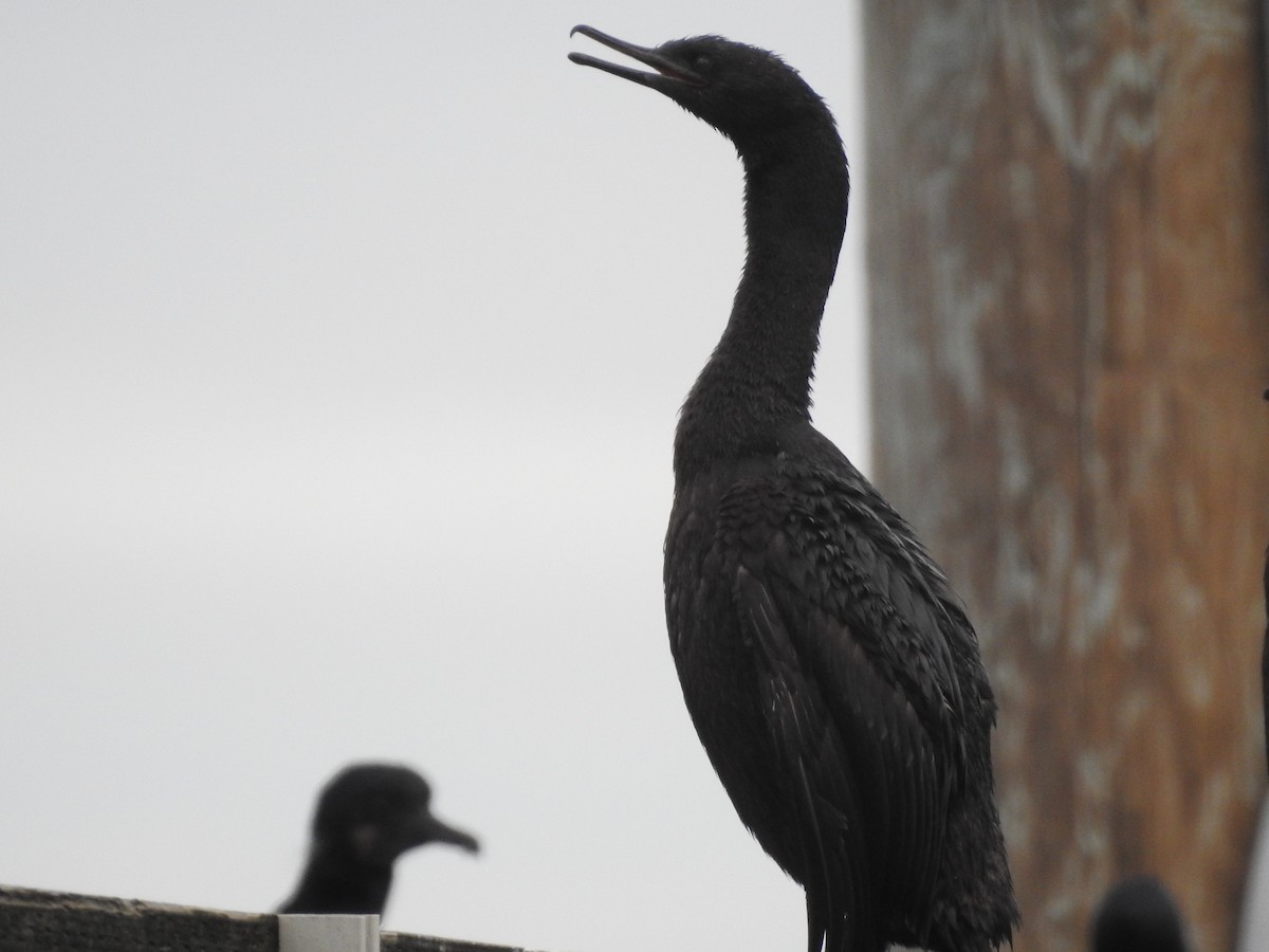 Pelagic Cormorant - Peter Erickson