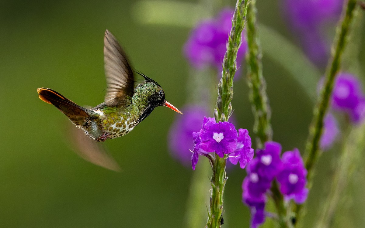 Black-crested Coquette - ML616970068