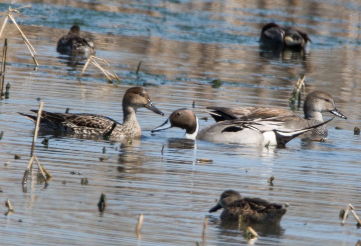 Northern Pintail - ML616970076