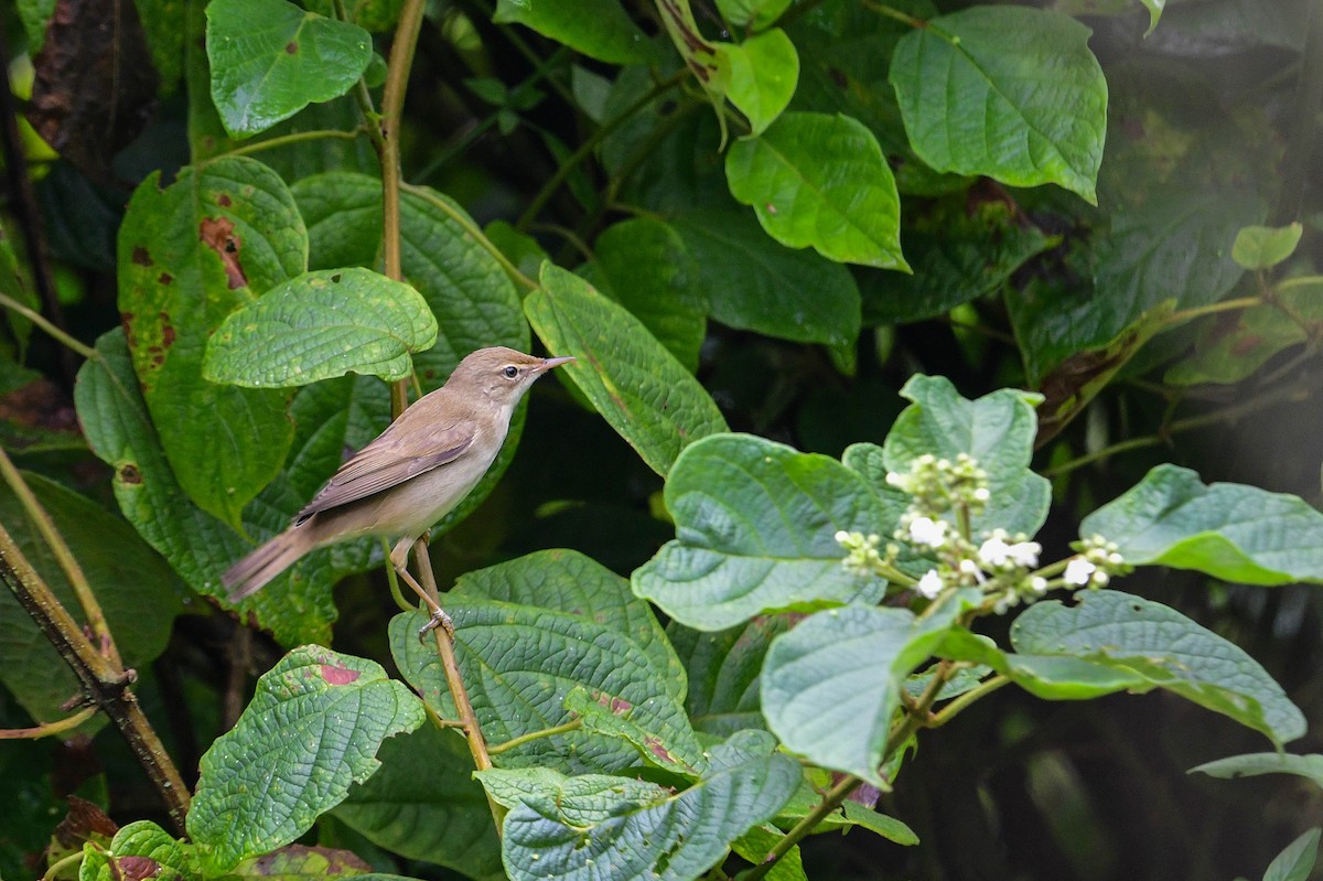 Marsh Warbler - ML616970098