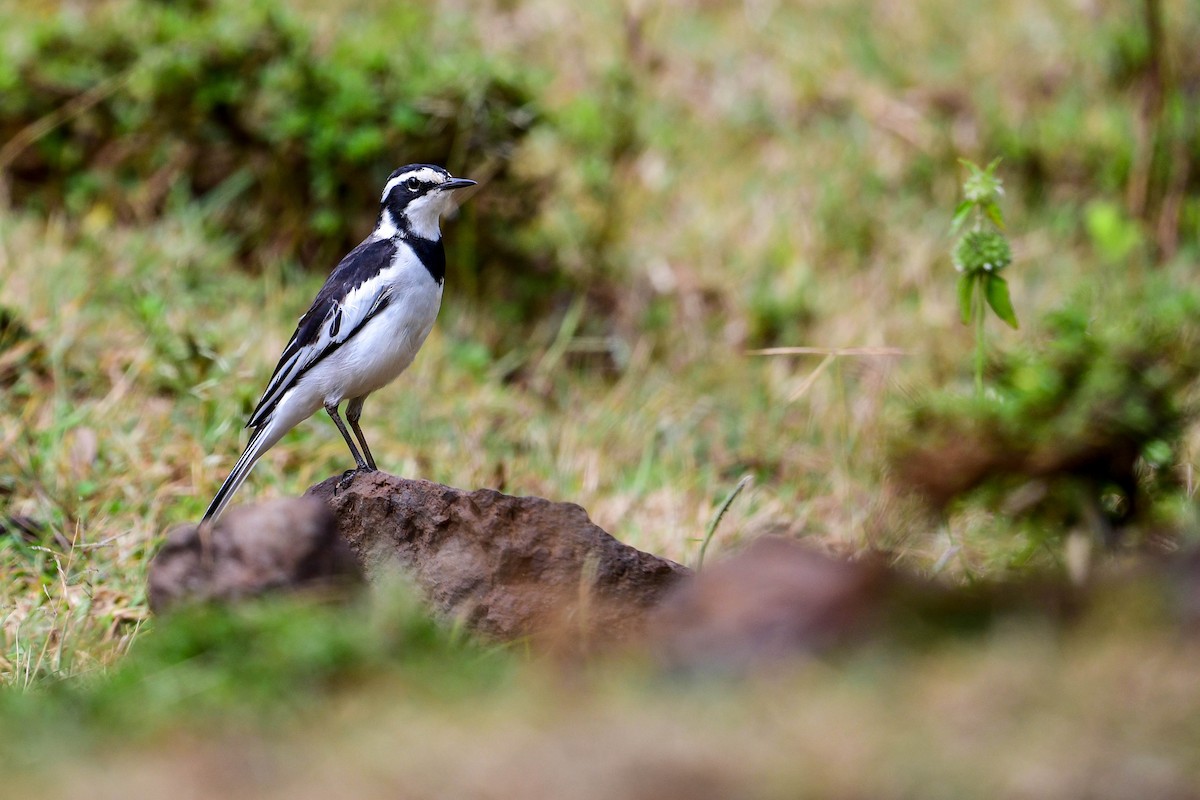 African Pied Wagtail - ML616970108