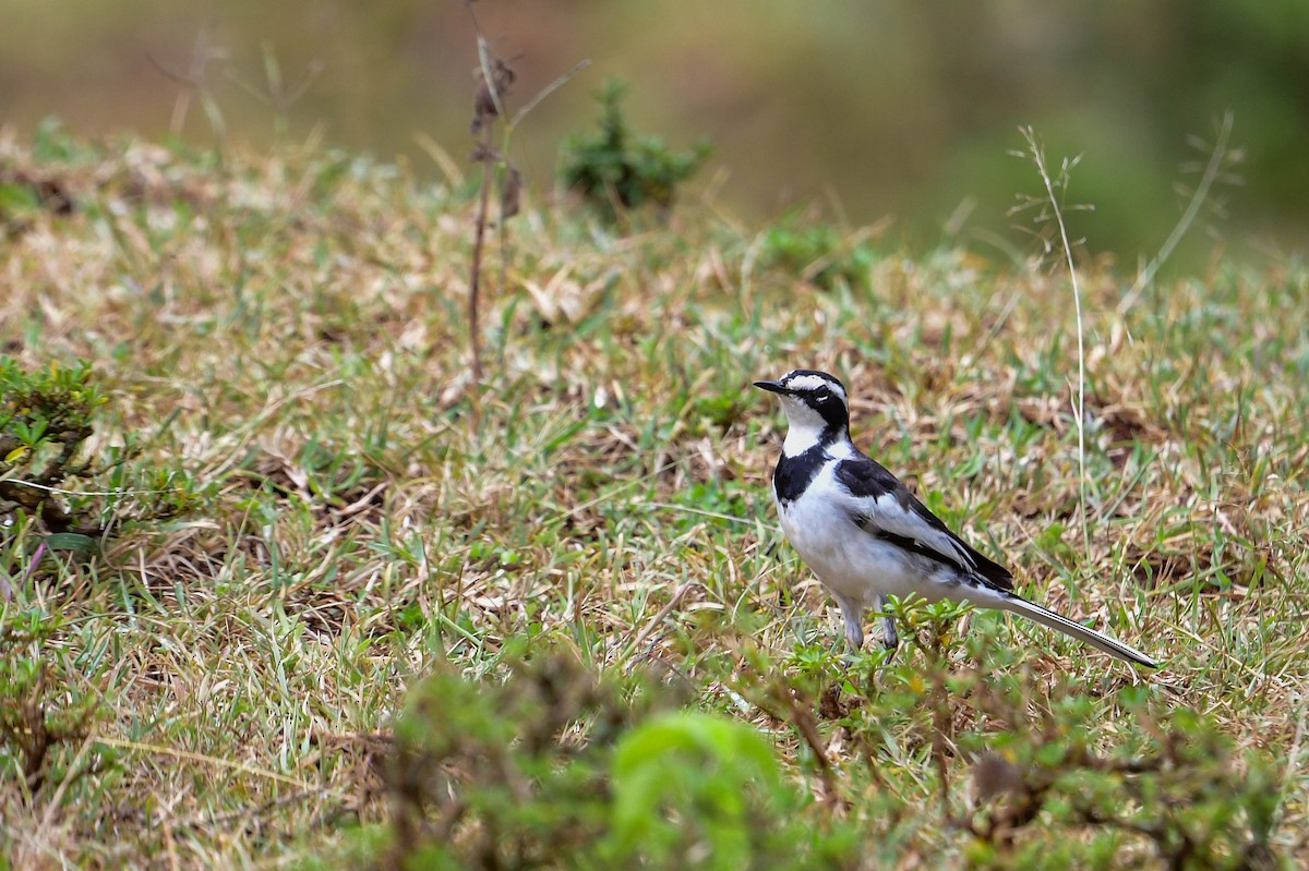 African Pied Wagtail - ML616970109