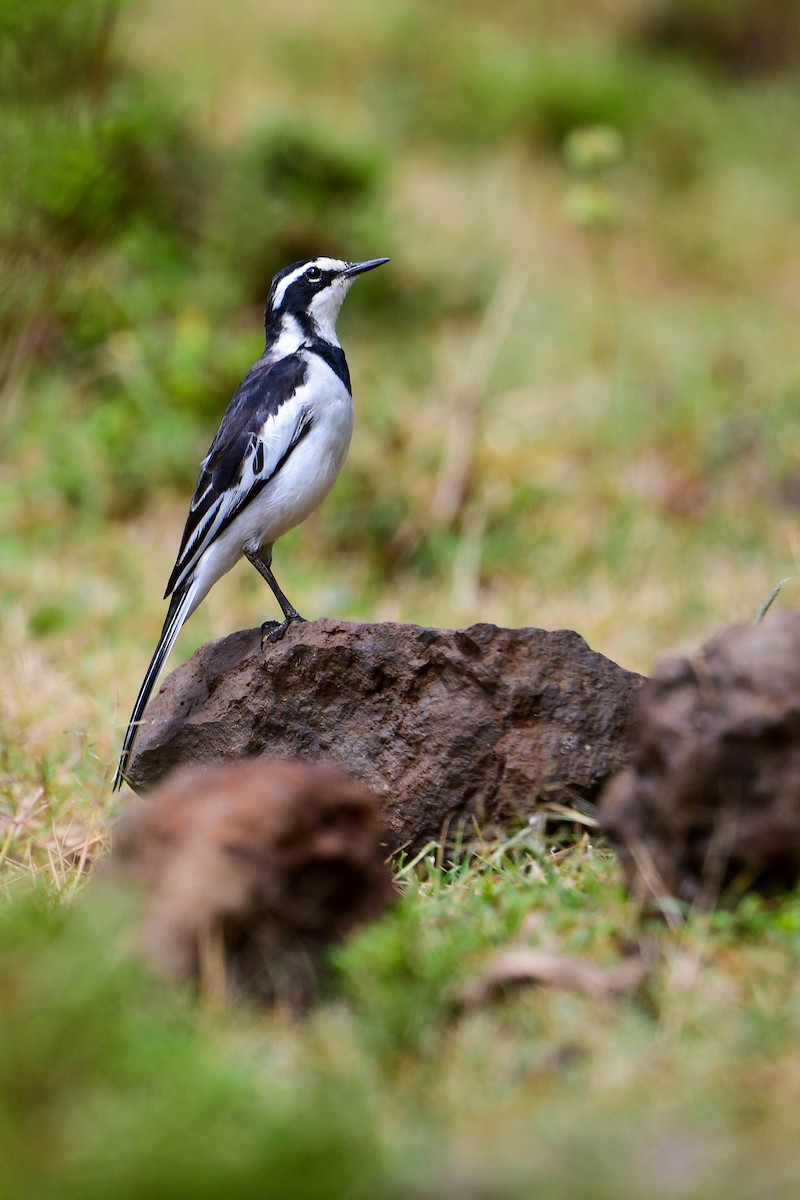 African Pied Wagtail - ML616970110