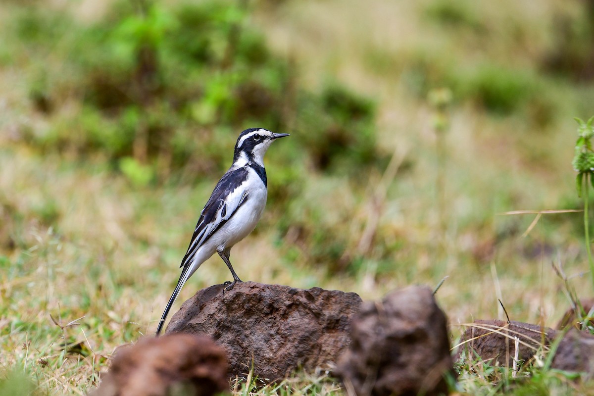 African Pied Wagtail - ML616970111