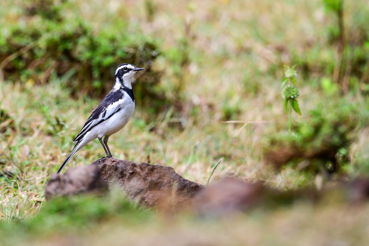 African Pied Wagtail - ML616970112