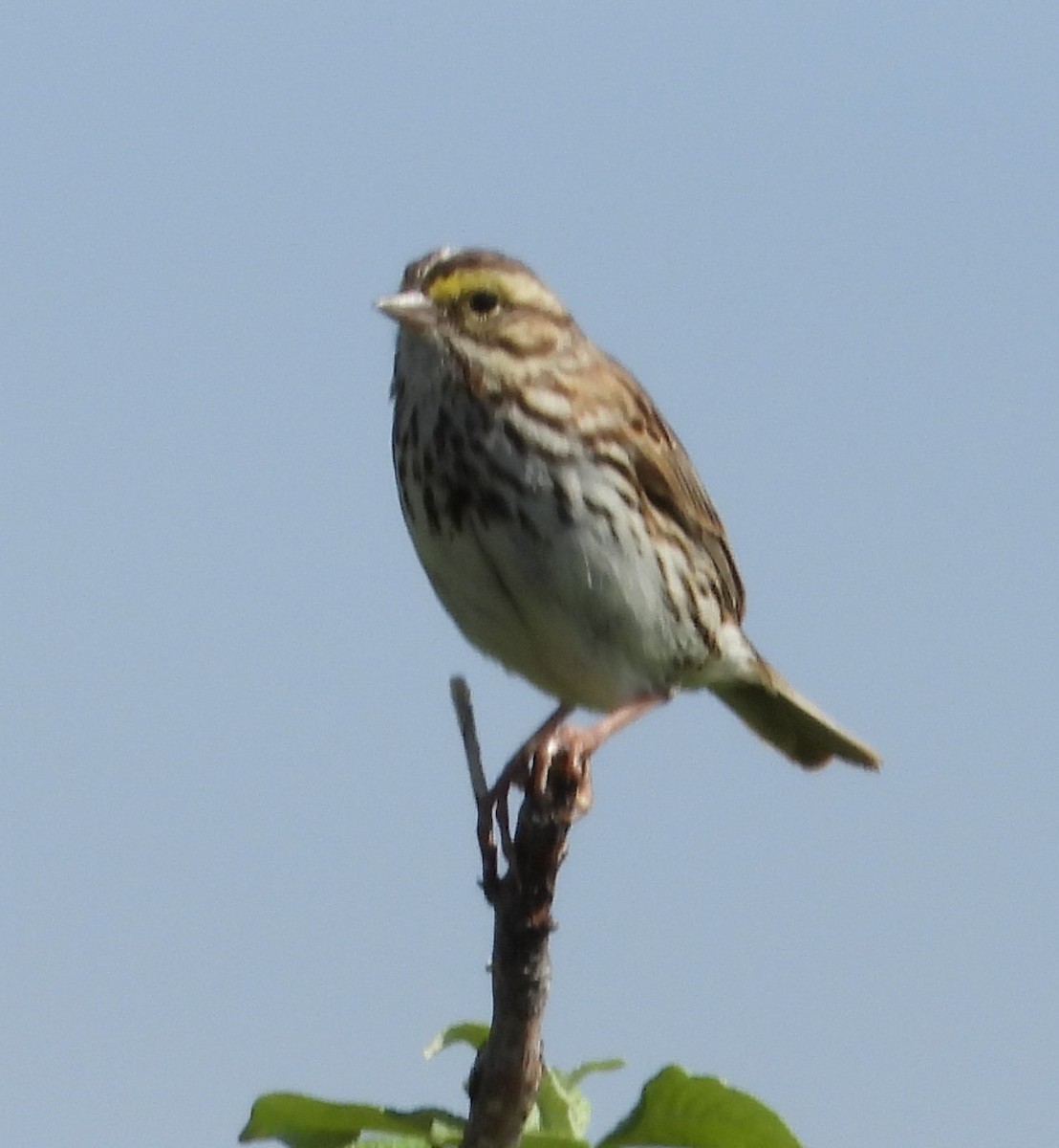 Savannah Sparrow - Joanna Clark