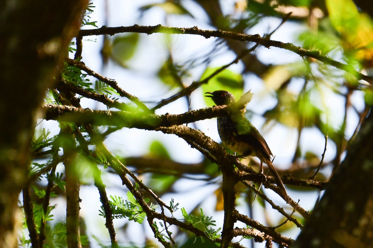 Hinde's Pied-Babbler - ML616970164