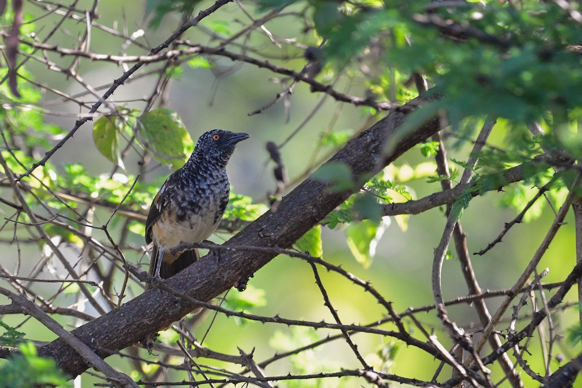 Hinde's Pied-Babbler - ML616970166