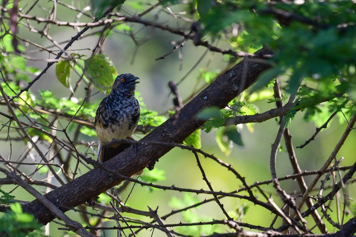 Hinde's Pied-Babbler - ML616970168