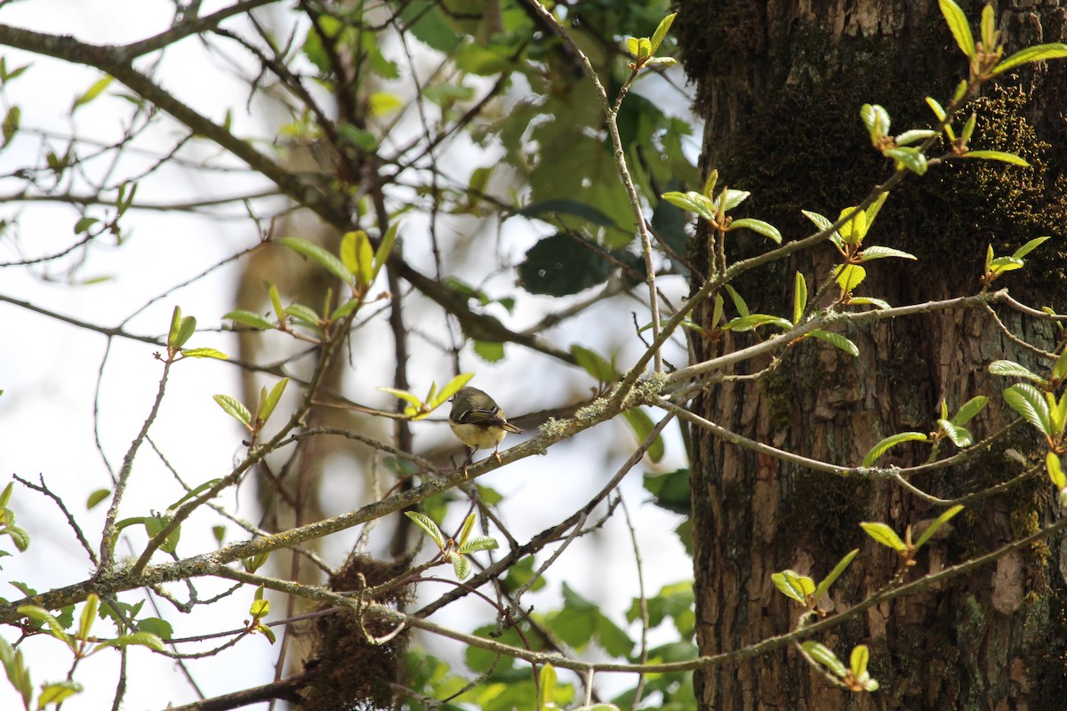 Ruby-crowned Kinglet - Casey Moore-Harris