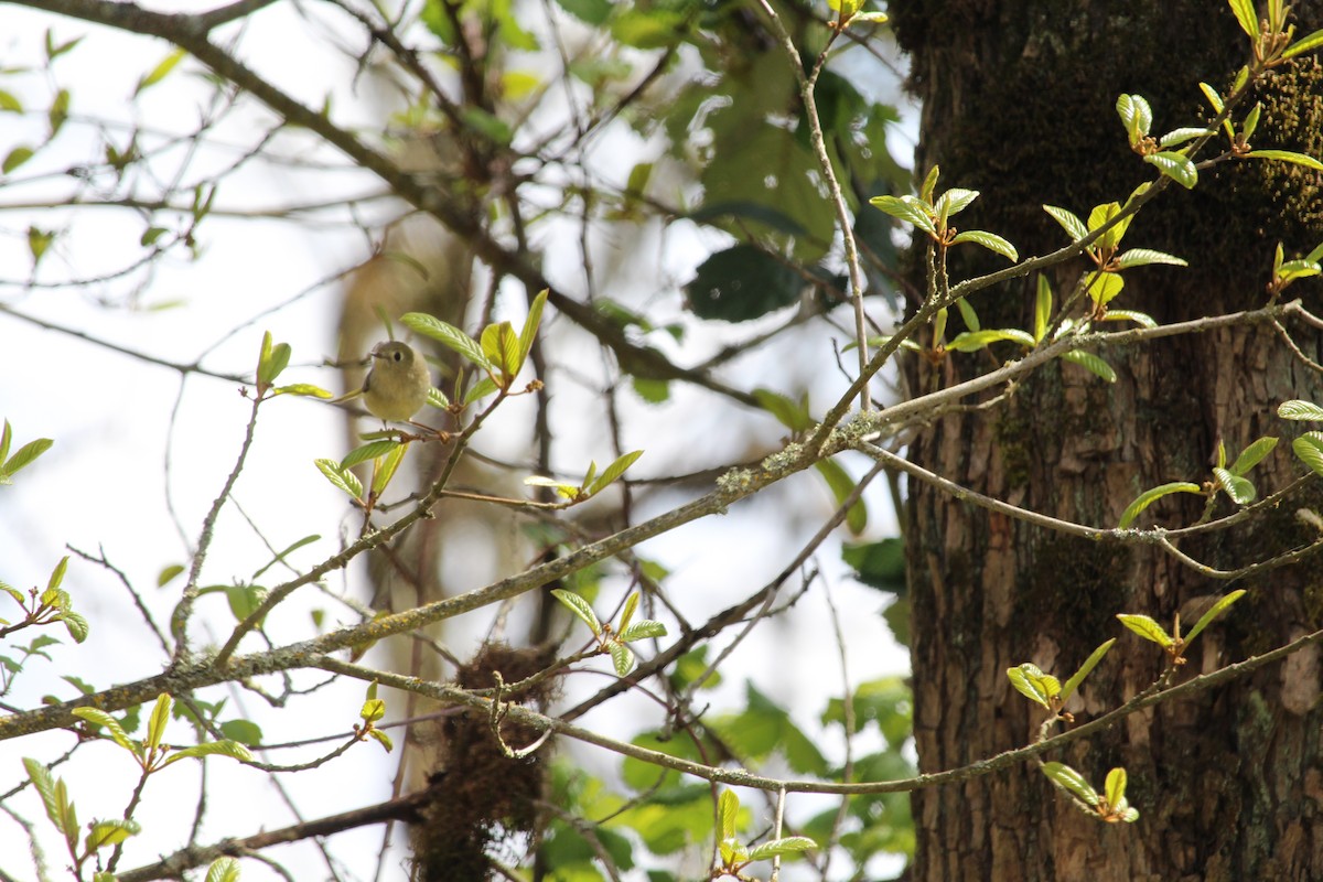 Ruby-crowned Kinglet - Casey Moore-Harris