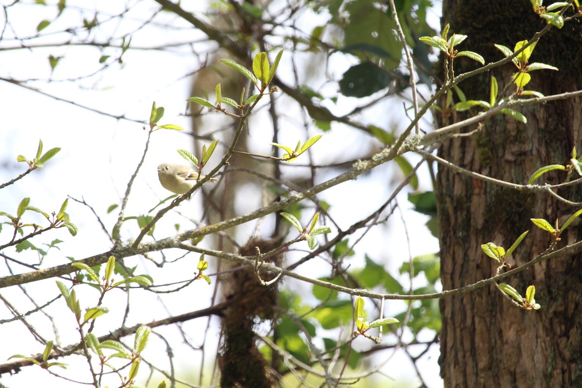 Ruby-crowned Kinglet - Casey Moore-Harris