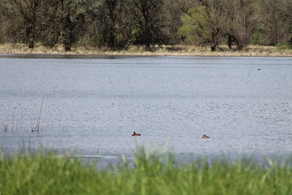 Ruddy Duck - ML616970282