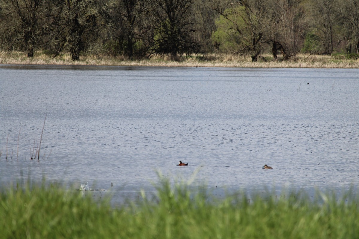 Ruddy Duck - ML616970285