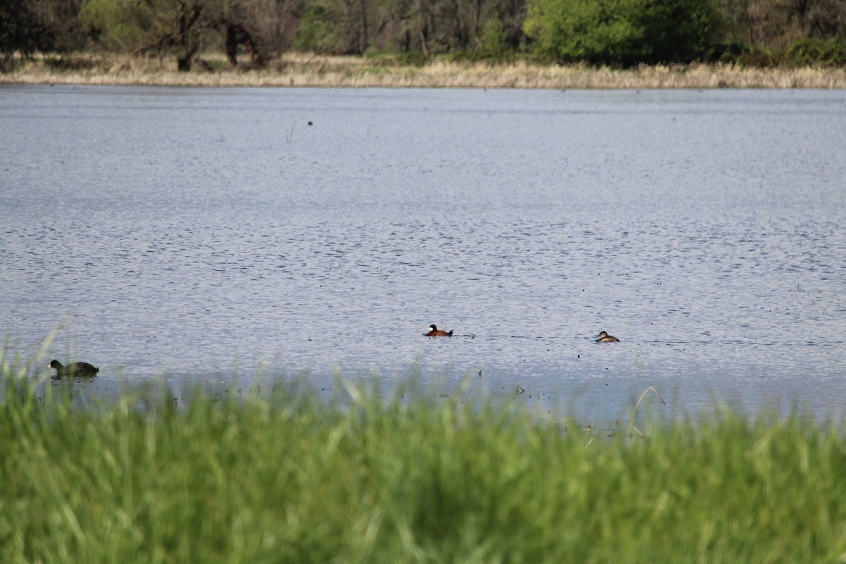 Ruddy Duck - ML616970297