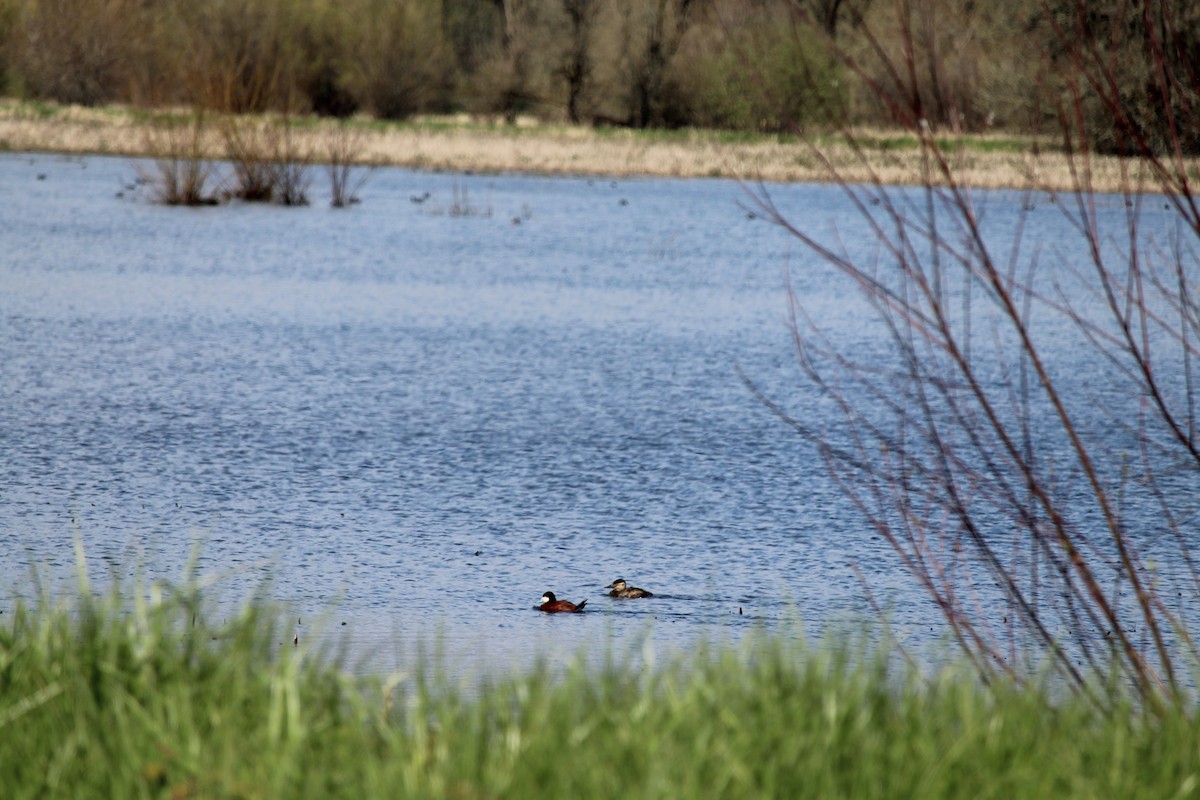 Ruddy Duck - ML616970344