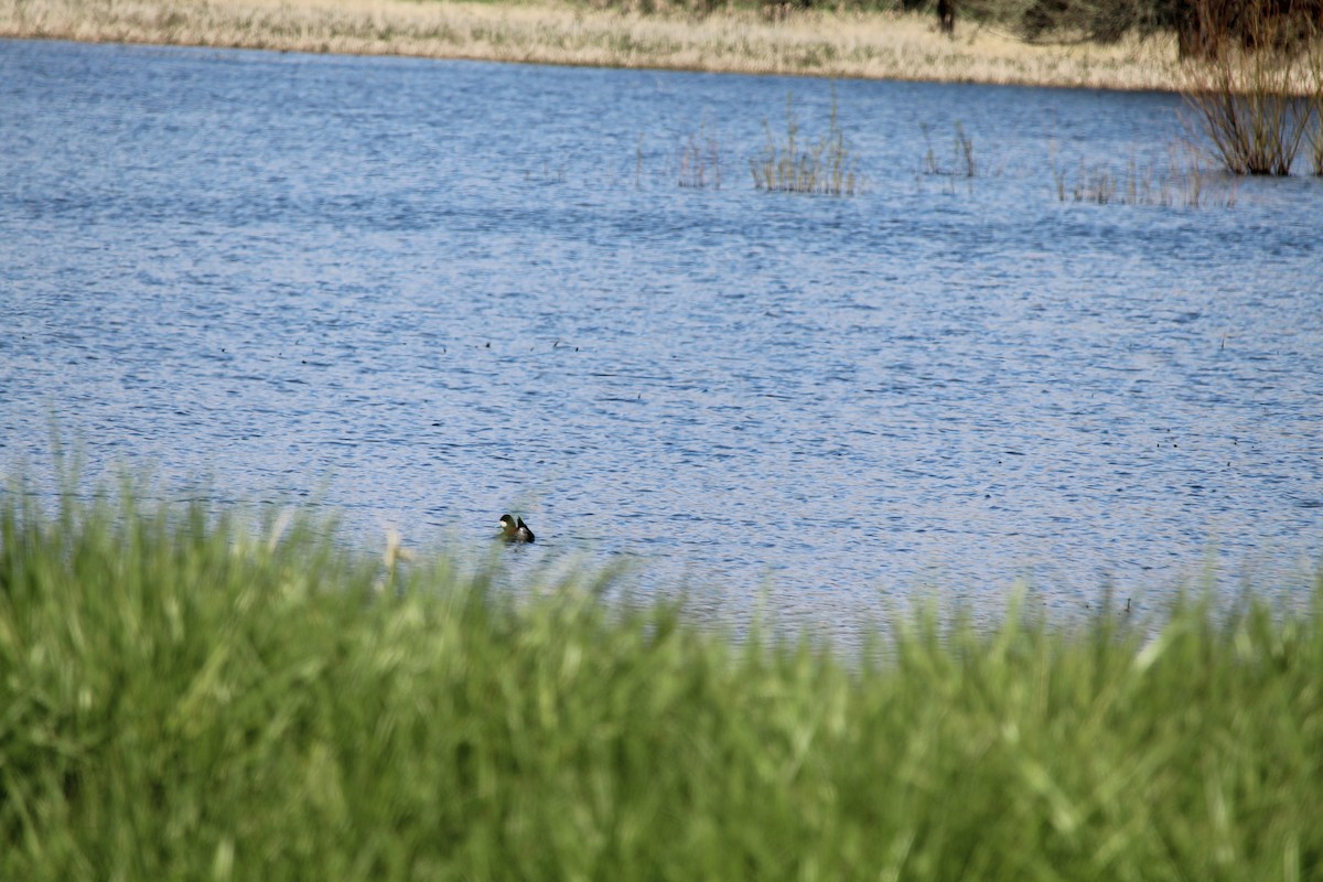 Ruddy Duck - ML616970360