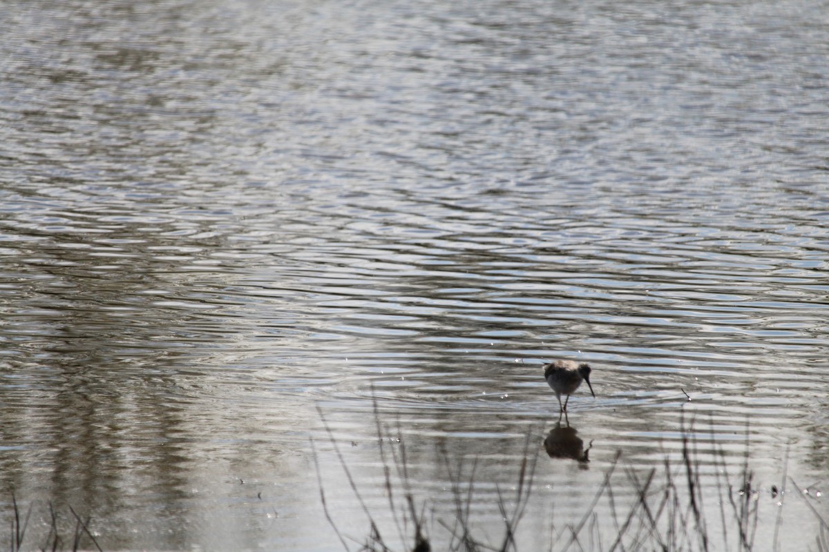 Greater Yellowlegs - ML616970381