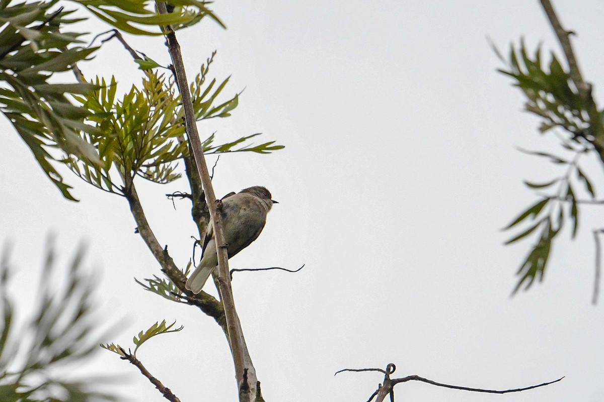 Green-backed Honeyguide - Raphaël Nussbaumer