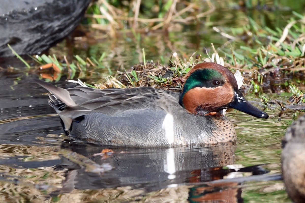 Green-winged Teal - ML616970437