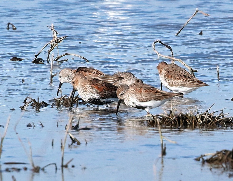 Dunlin - Mark  Ludwick