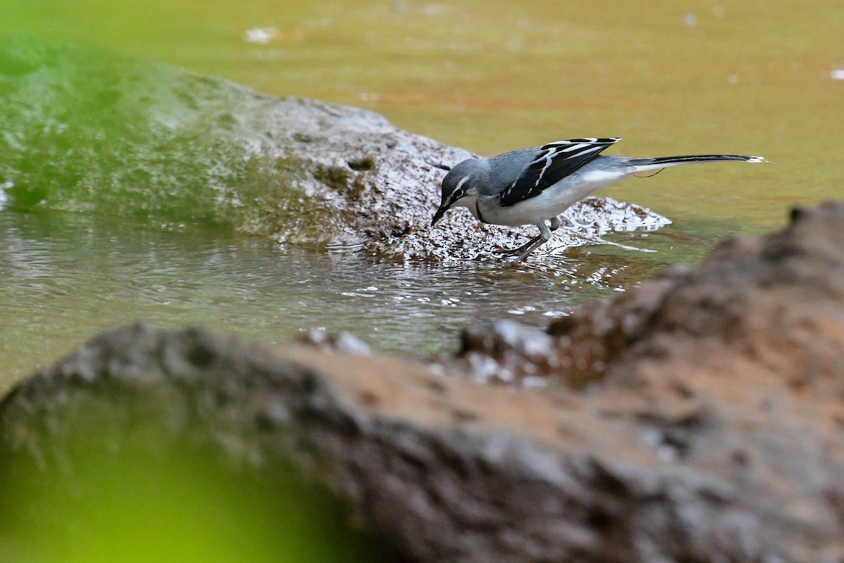 Mountain Wagtail - ML616970490