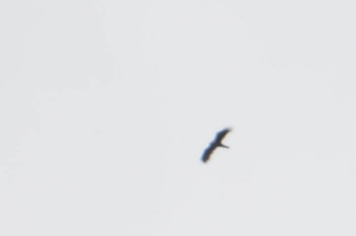 Серебристый орёл-карлик - ML616970522