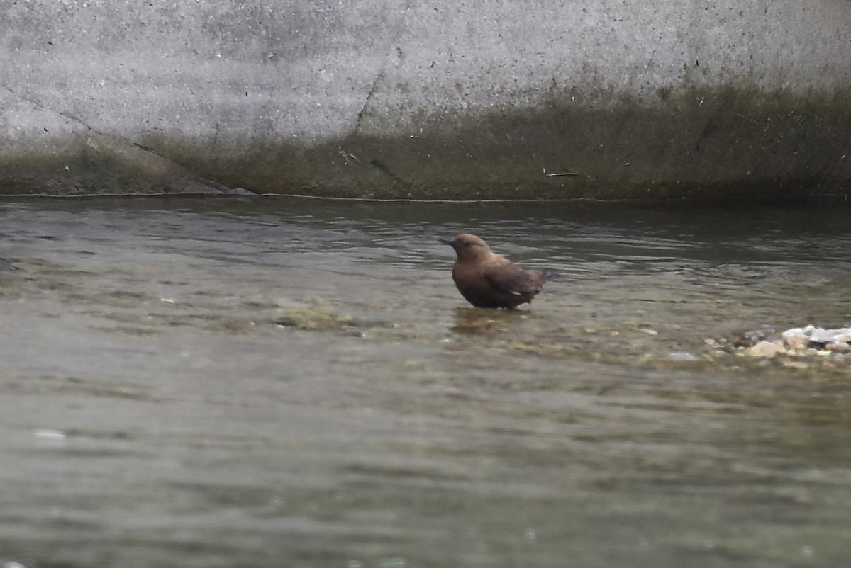 Brown Dipper - ML616970570