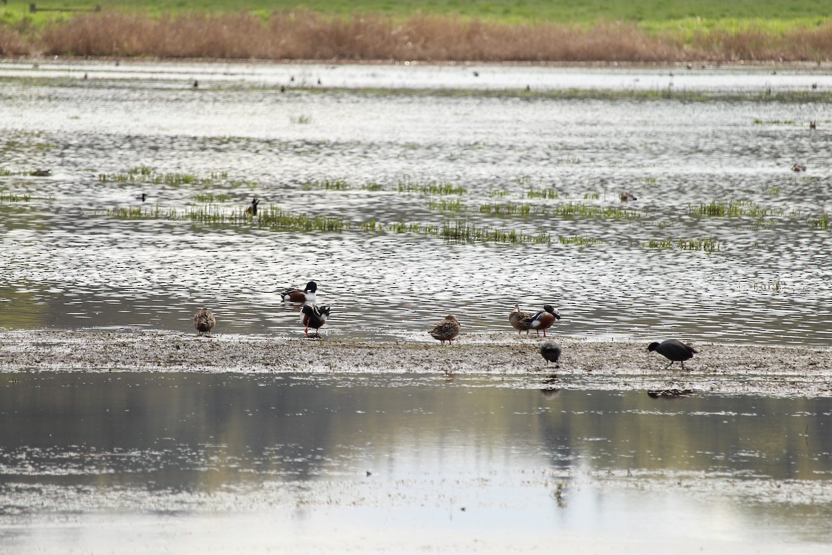 Northern Shoveler - ML616970650