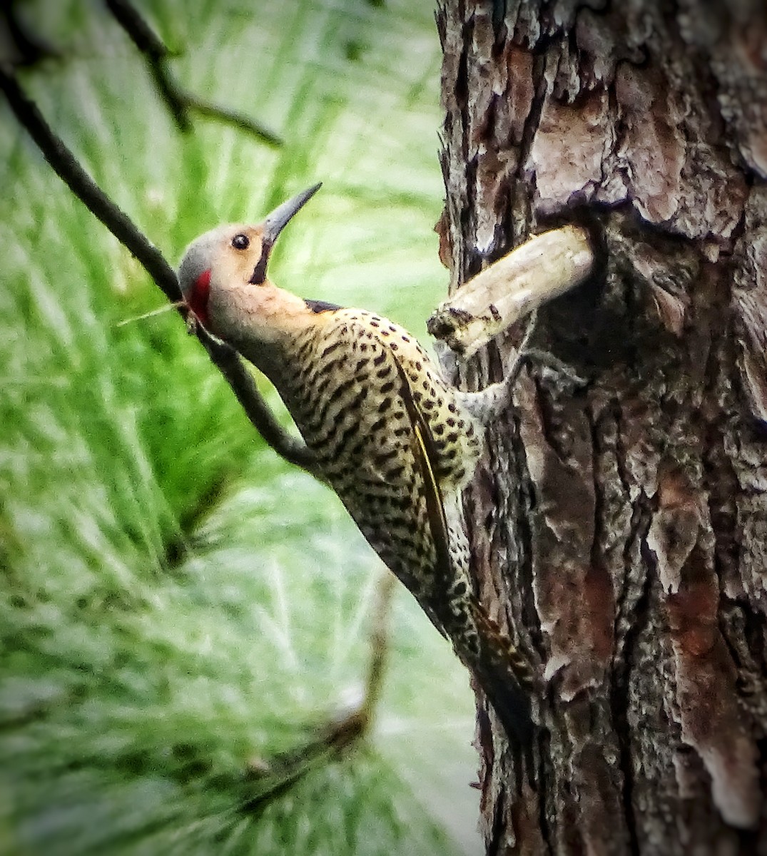 Northern Flicker - Elsa Santana Figueras