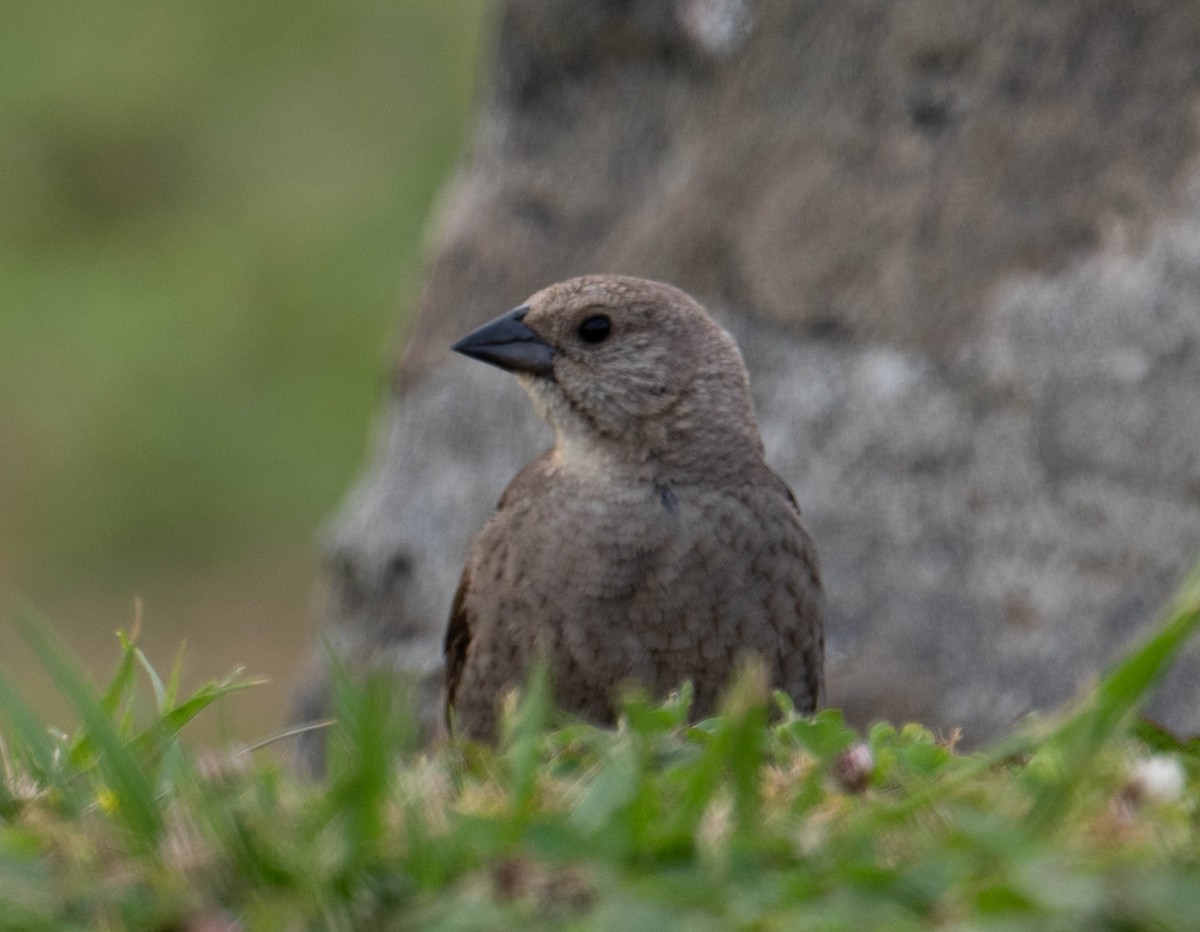 Brown-headed Cowbird - ML616970753